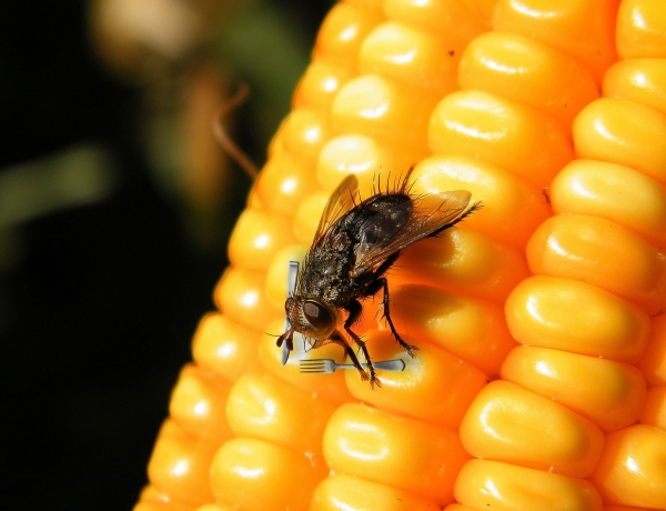 Creation of Hungry Fly: Step 1